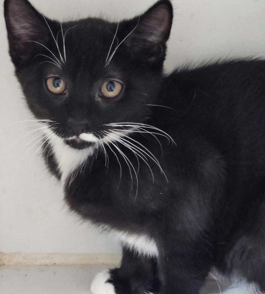 Kit, Adoptable, Young Male Manx.