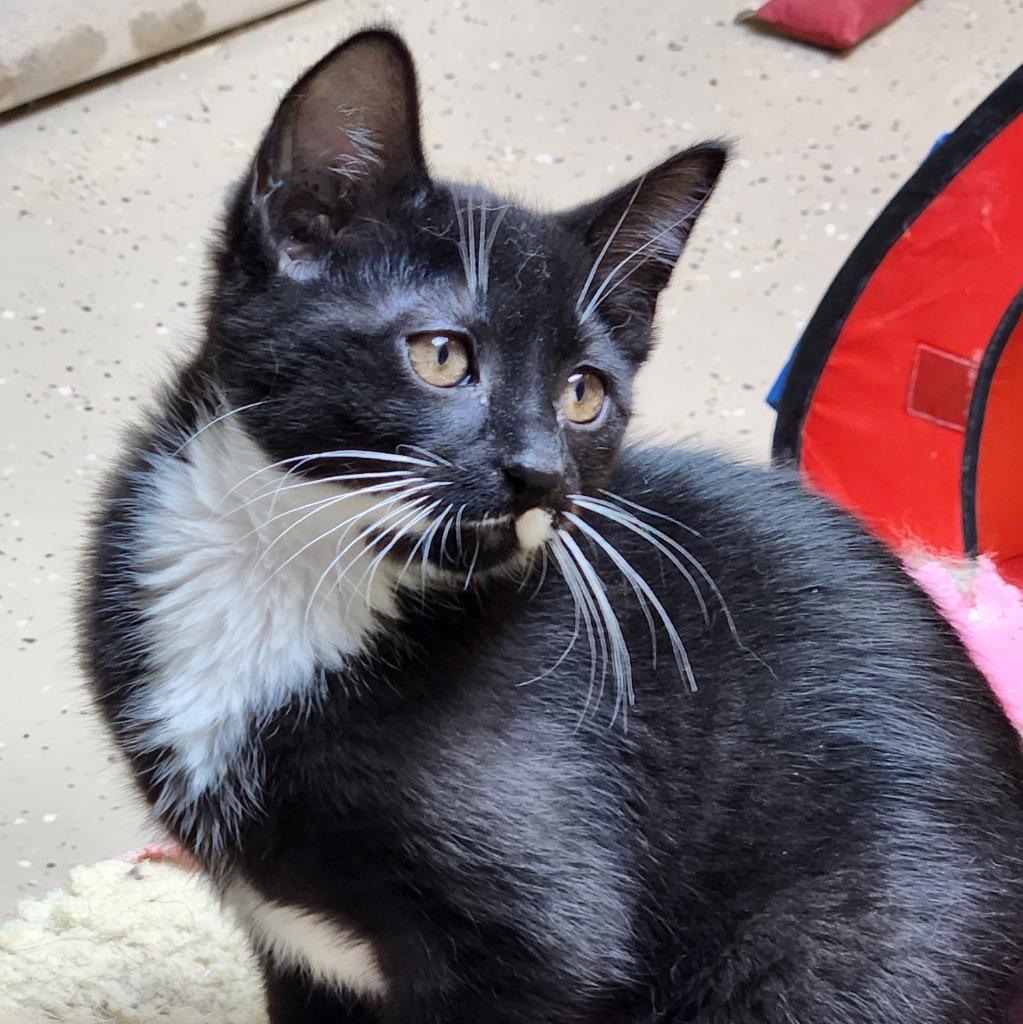 Enlarge Kit, a Adoptable Manx in Walnutport, PA image 2/2