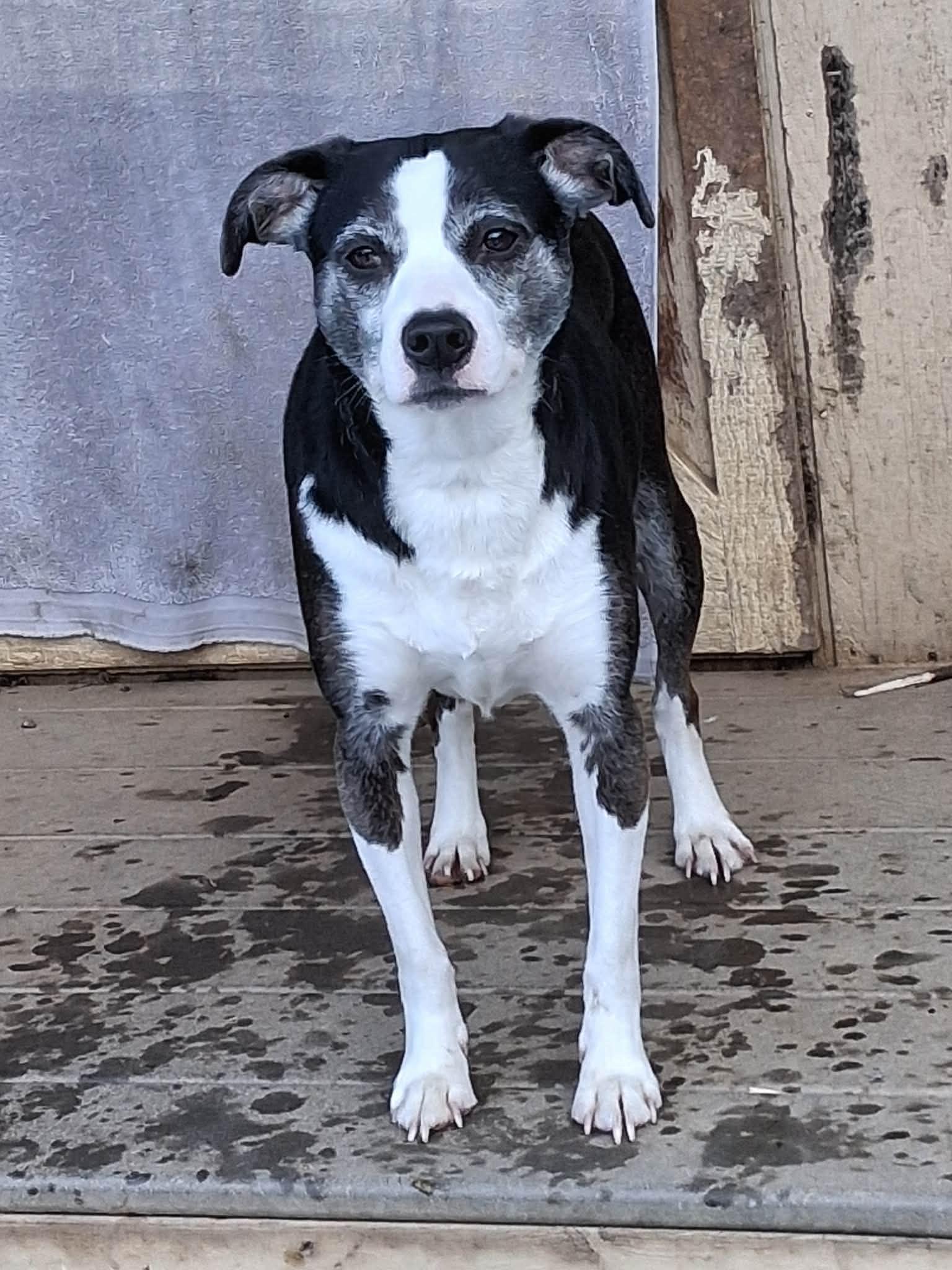 Mindy, Adoptable, Adult Female Hound.