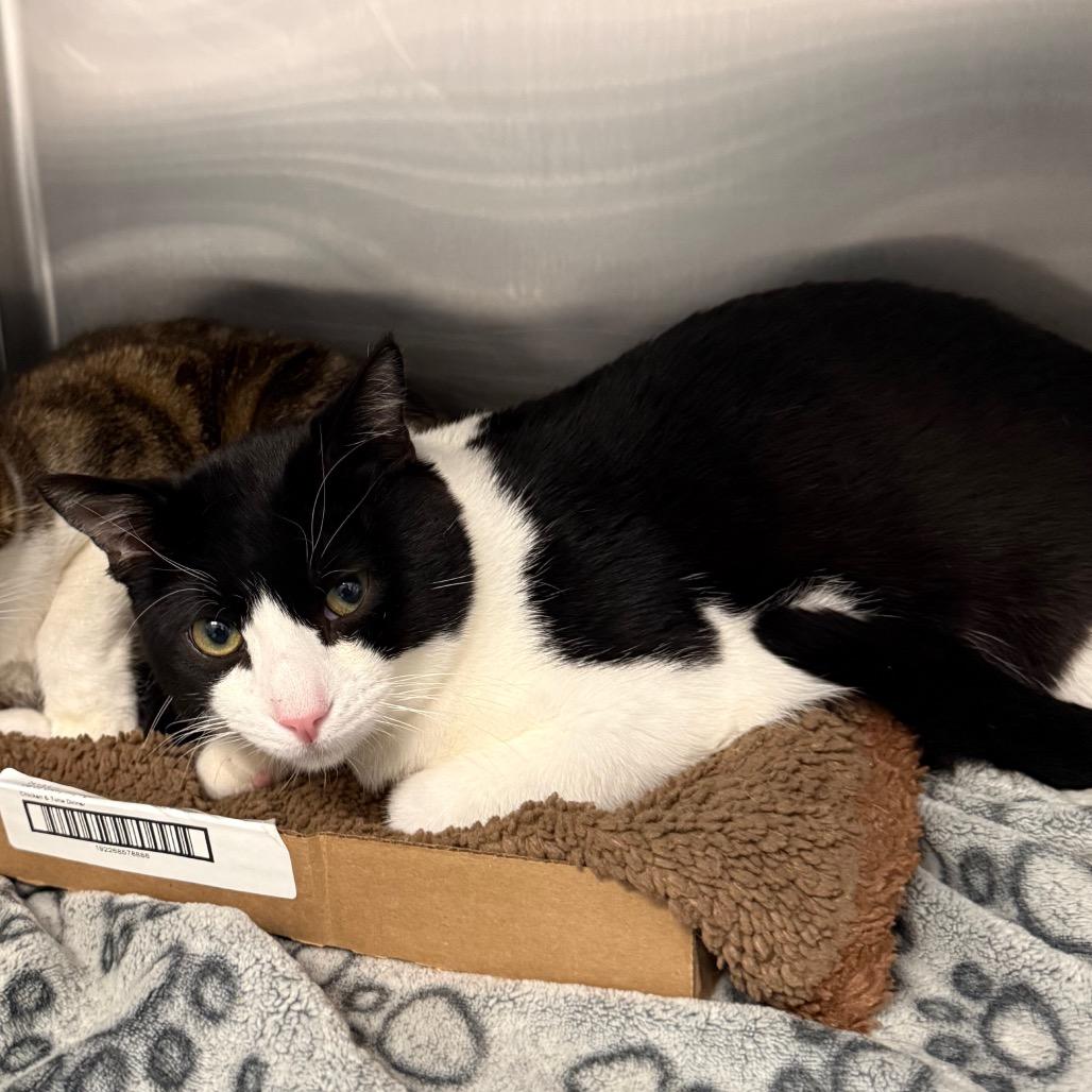 Enlarge Kimber, a Adoptable Domestic Short Hair in Spokane, WA image 1/1