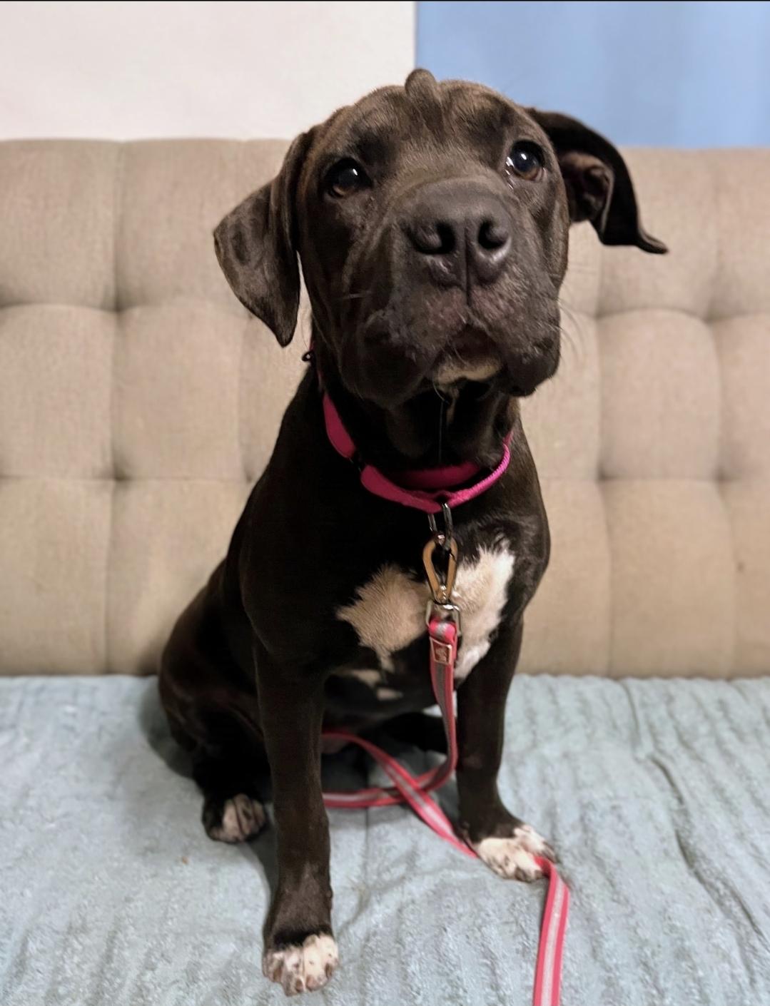 Bertie, an adopted mixed breed in Sawyer, ND image 2/6