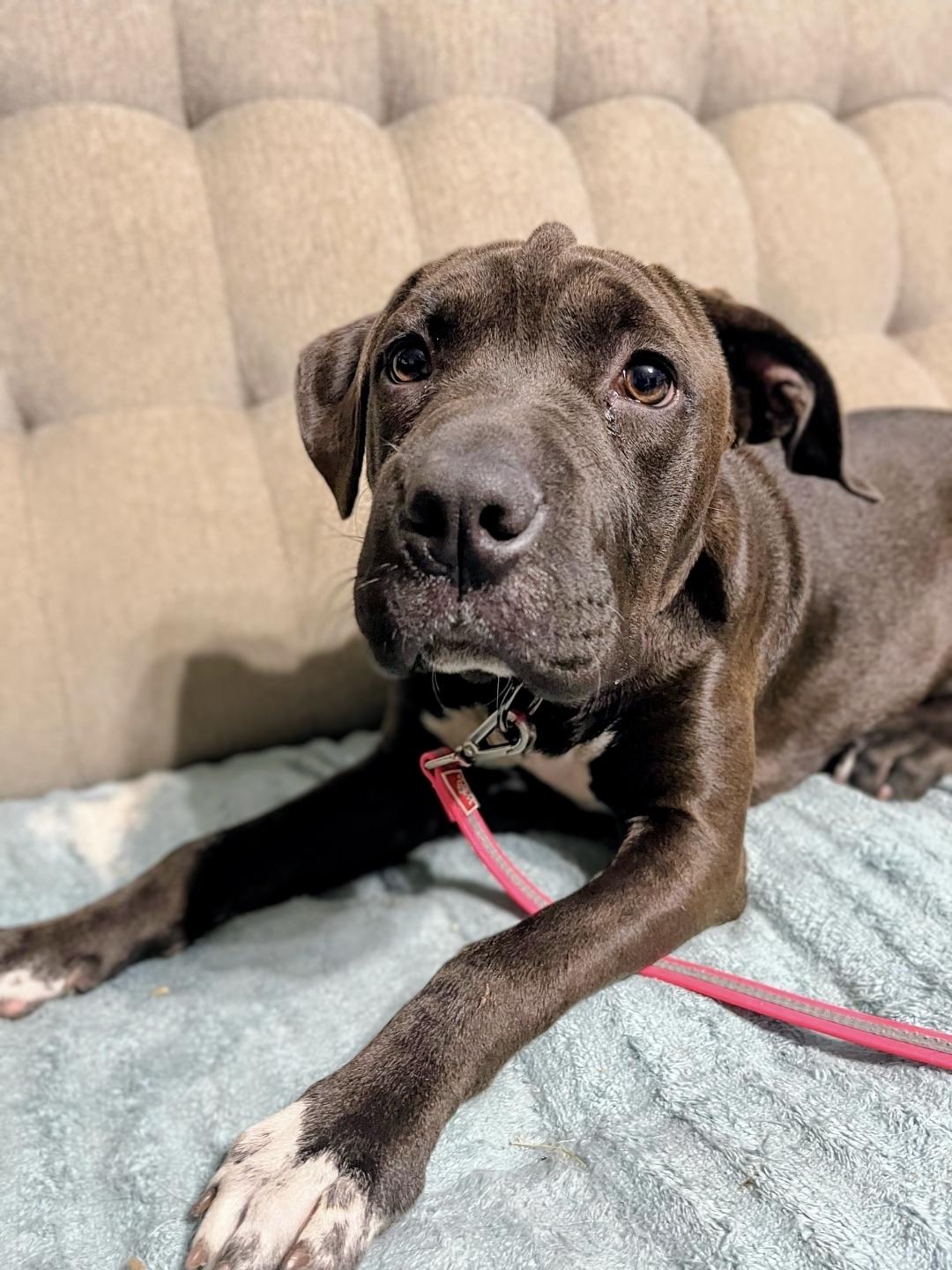 Bertie, adopted, Puppy Female Pit Bull Terrier & Labrador Retriever.