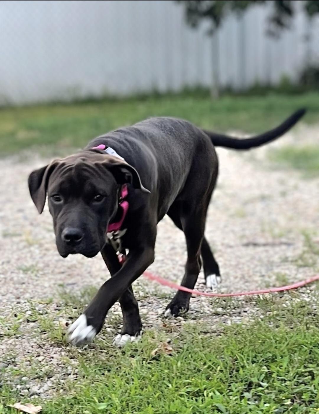 Bertie, an adopted mixed breed in Sawyer, ND image 3/6