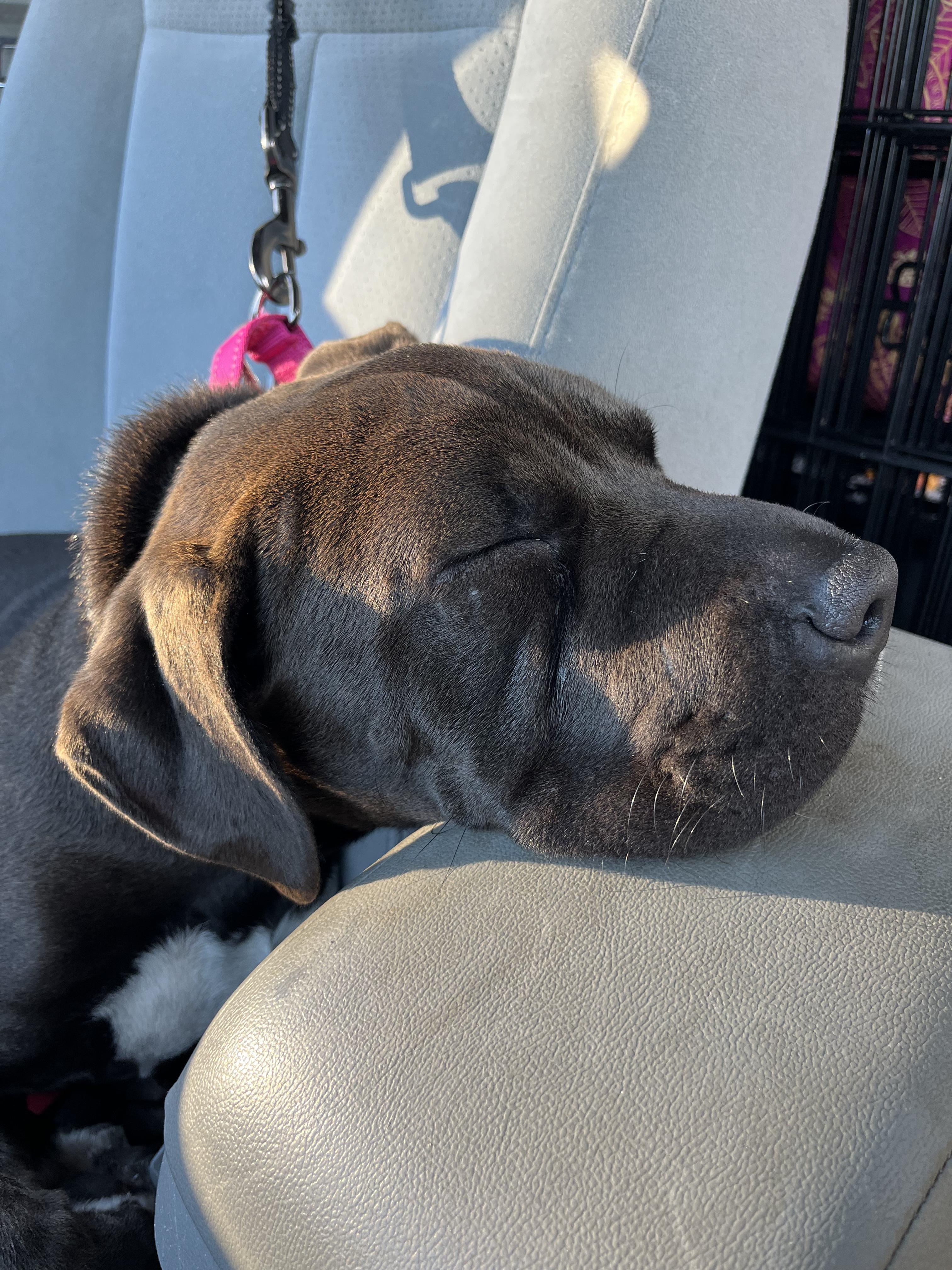 Bertie, an adopted mixed breed in Sawyer, ND image 5/6