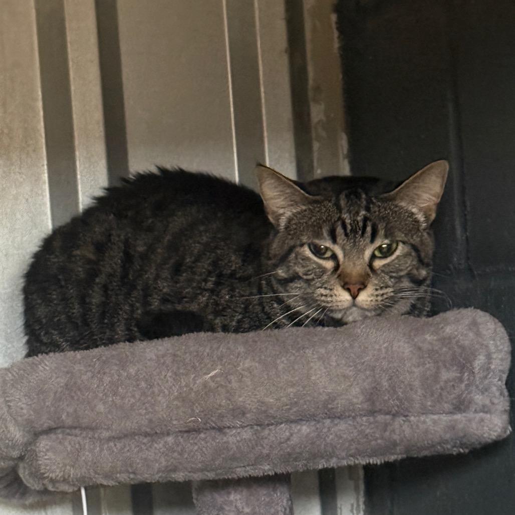 Arya, Adoptable, Adult Female Domestic Short Hair.