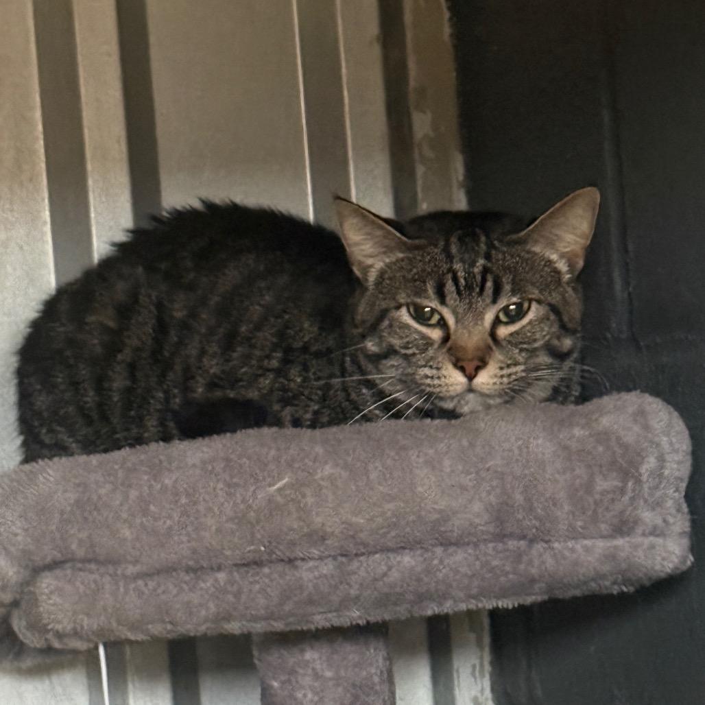 Enlarge Arya, a Adoptable Domestic Short Hair in Collinsville , OK image 2/2