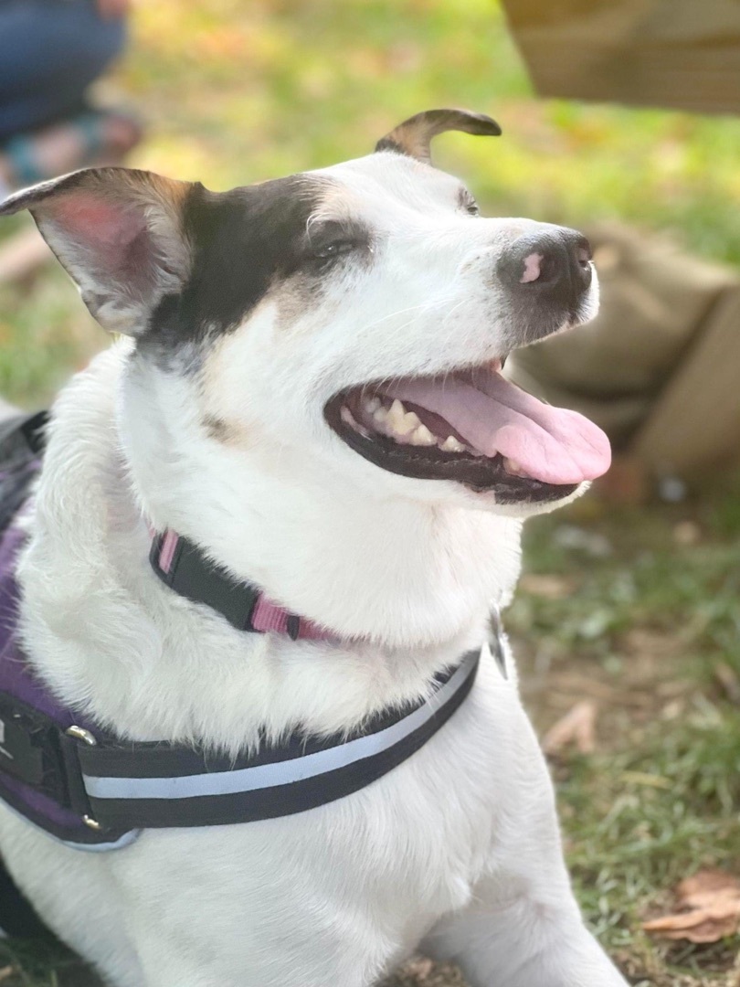 Chick Pea, Adoptable, Adult Female Catahoula Leopard Dog.