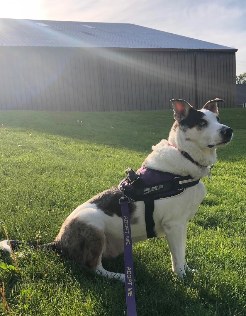 Enlarge Chick Pea, a Adoptable mixed breed in Grove City, OH image 2/12