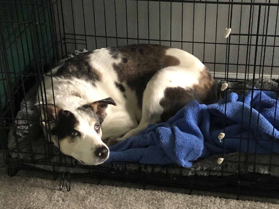 Enlarge Chick Pea, a Adoptable mixed breed in Grove City, OH image 3/12