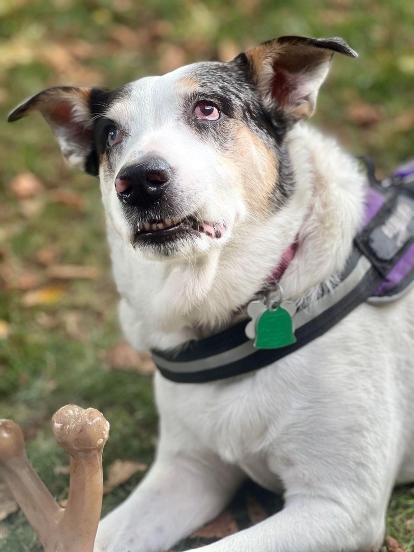 Enlarge Chick Pea, a Adoptable mixed breed in Grove City, OH image 4/12