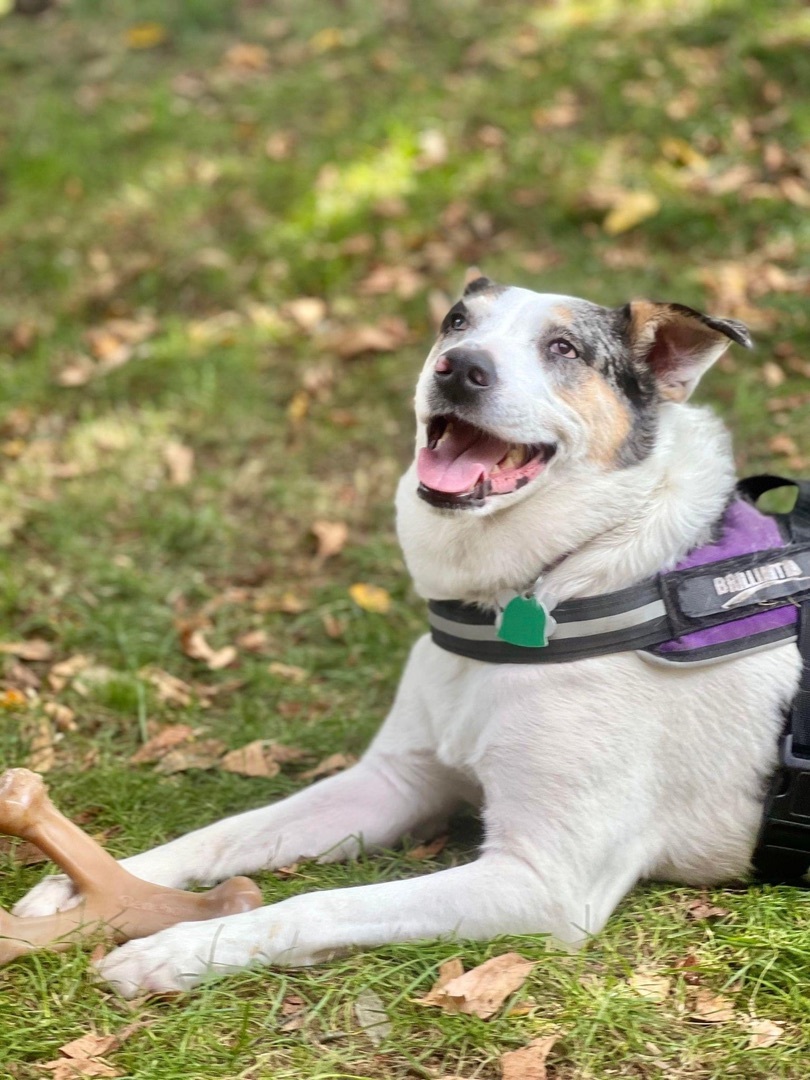 Enlarge Chick Pea, a Adoptable mixed breed in Grove City, OH image 5/12