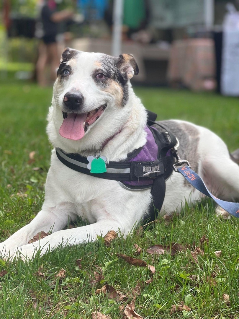 Enlarge Chick Pea, a Adoptable mixed breed in Grove City, OH image 6/12