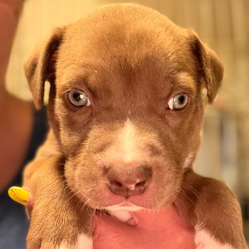 Travis - yellow, a Adoptable mixed breed in Greenfield, IN image 1/2