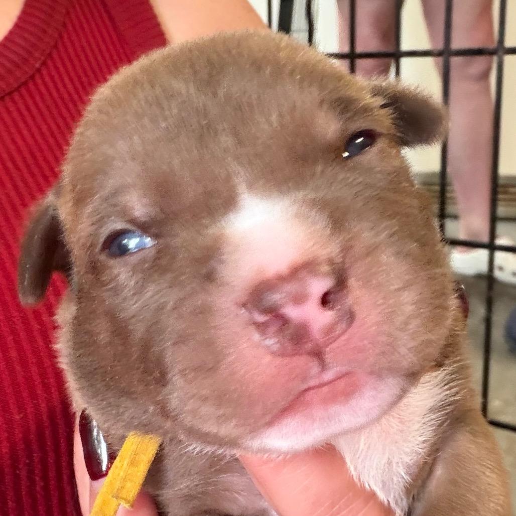 Travis - yellow, a Adoptable mixed breed in Greenfield, IN image 2/2