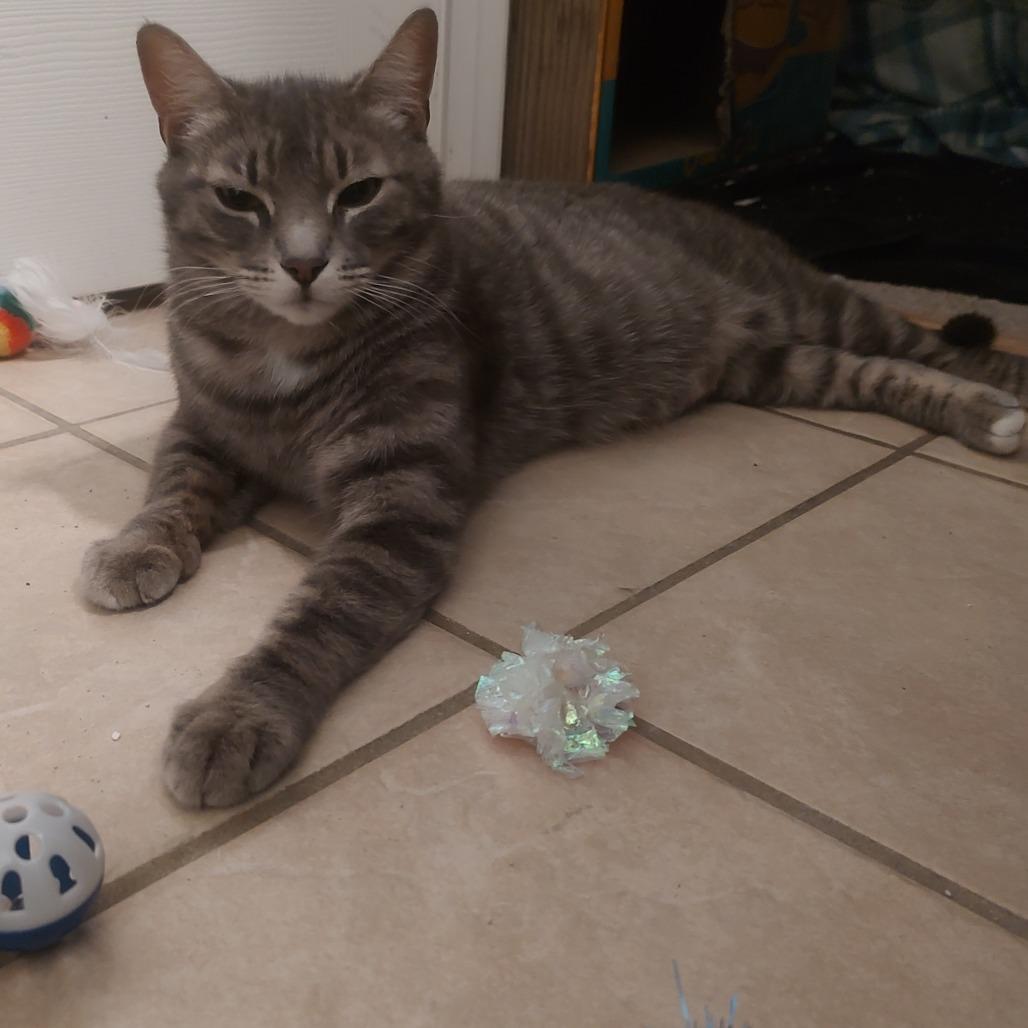 Katniss, Adoptable, Adult Female Domestic Short Hair.