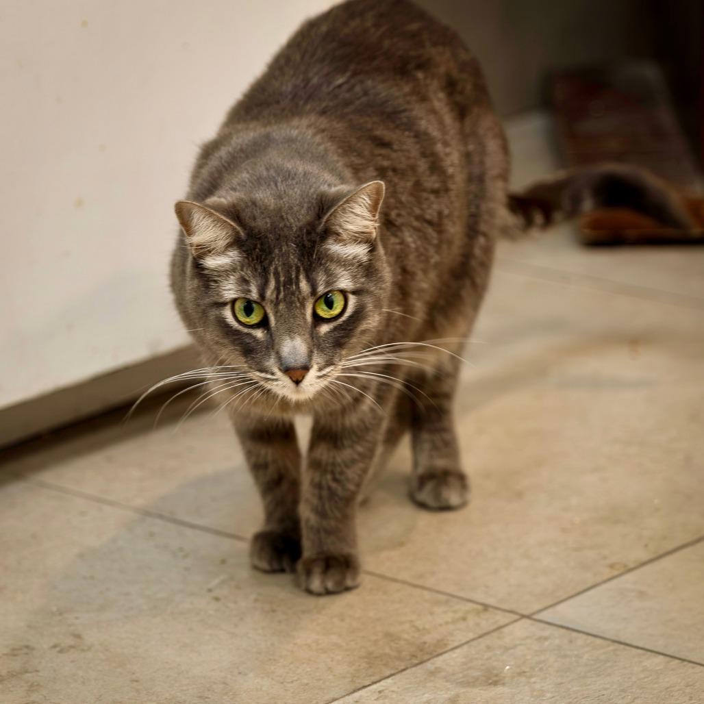 Katniss, a Adoptable Domestic Short Hair in Las Vegas, NV image 2/4