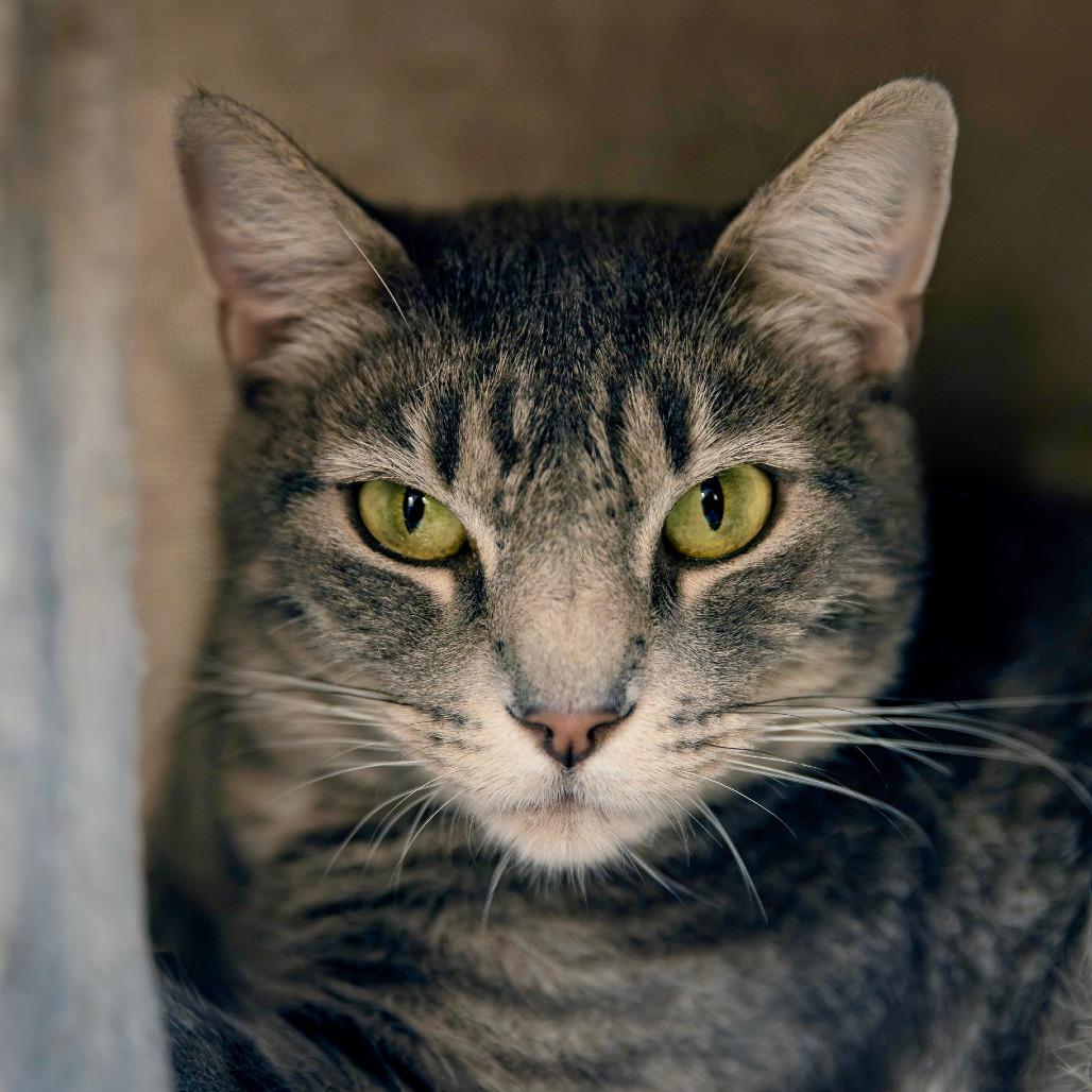 Katniss, a Adoptable Domestic Short Hair in Las Vegas, NV image 3/4