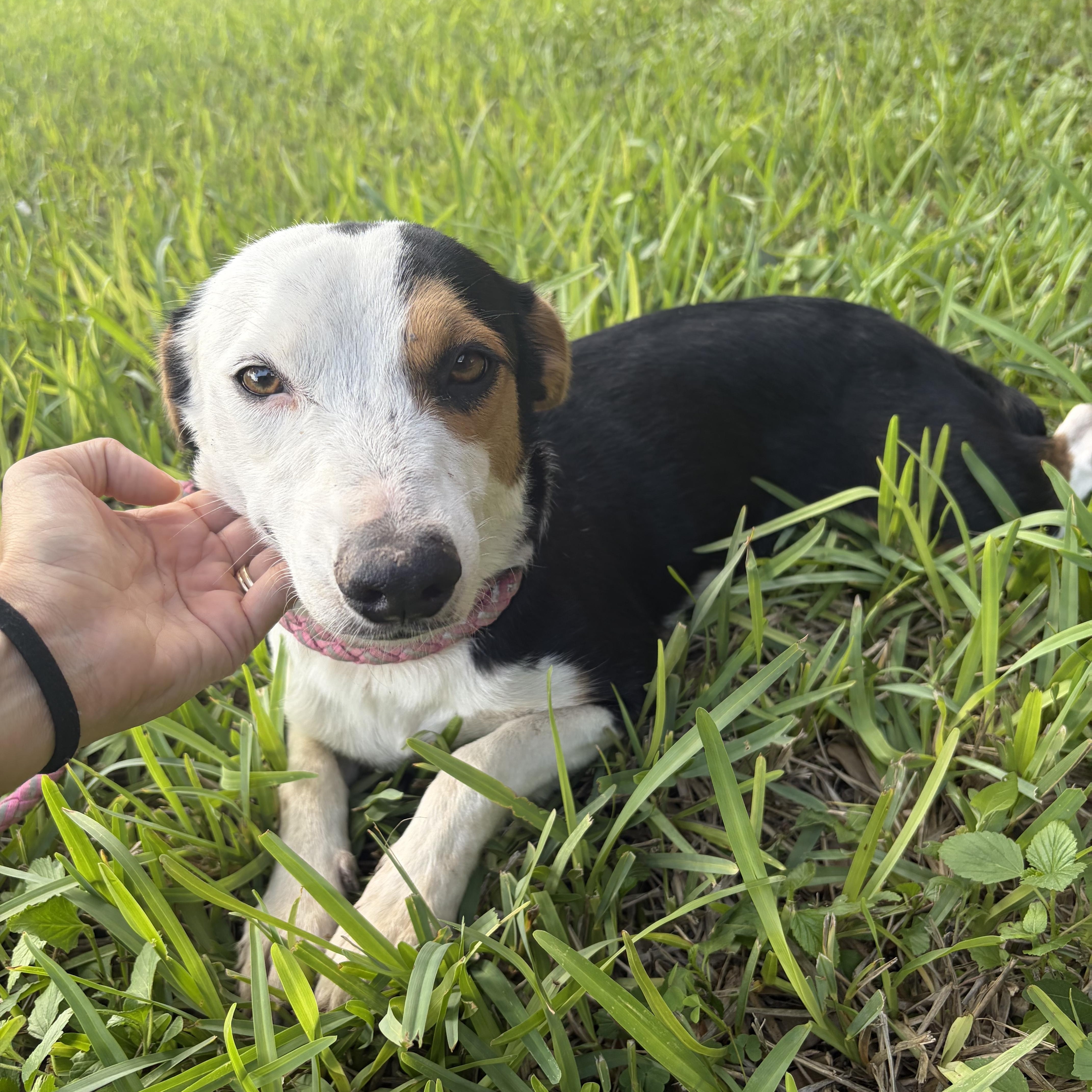 Enlarge Chilli, a Adoptable mixed breed in Philadelphia, PA image 2/2