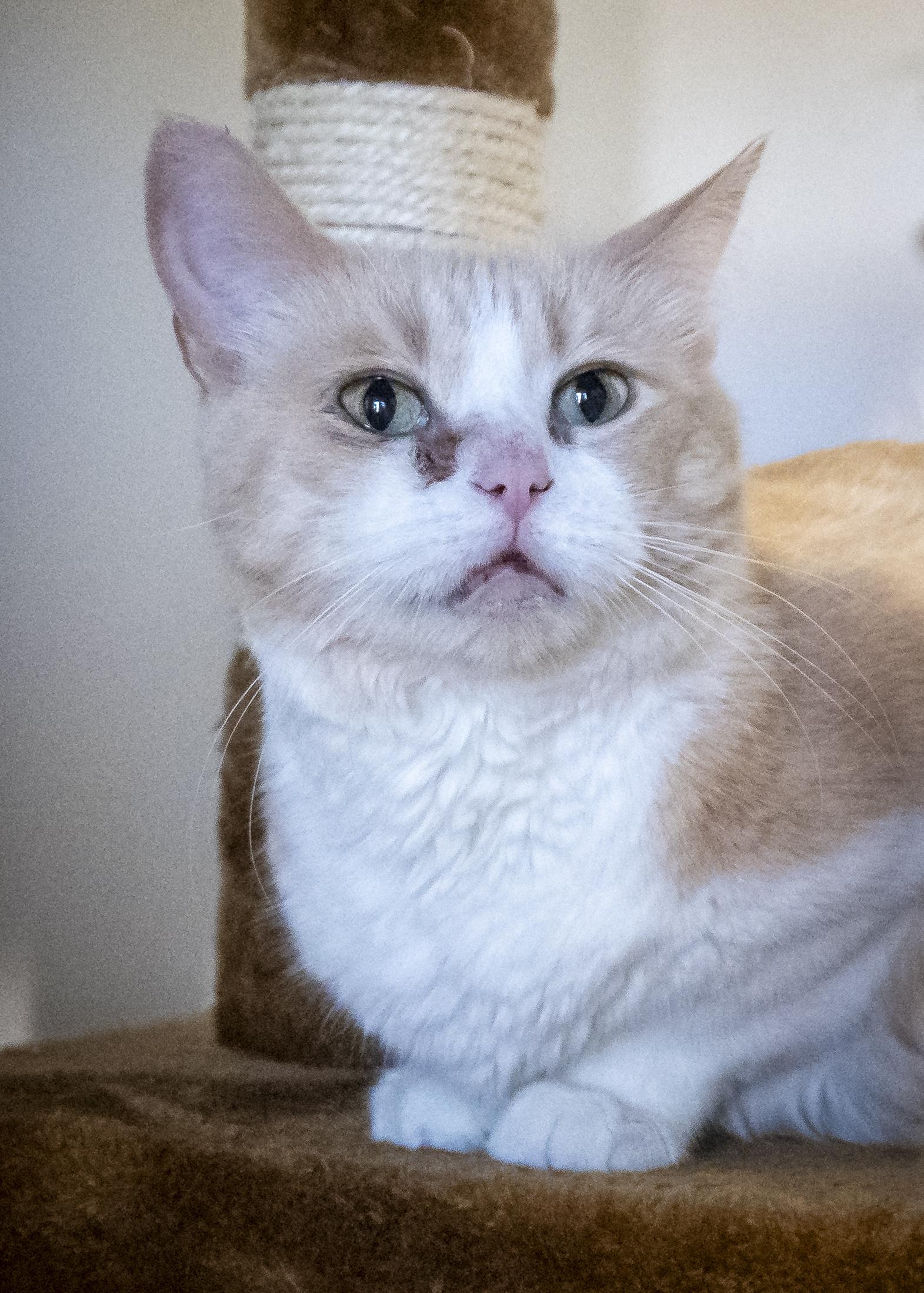 Miss Maple, Adoptable, Senior Female Domestic Short Hair.