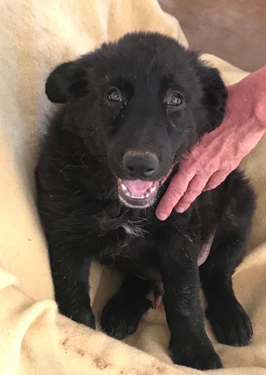Jasper  (Josephina puppy male) Oakhurst, CA