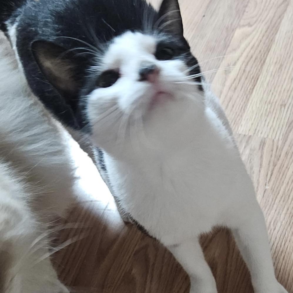 Oreo, Adoptable, Adult Female Domestic Short Hair.