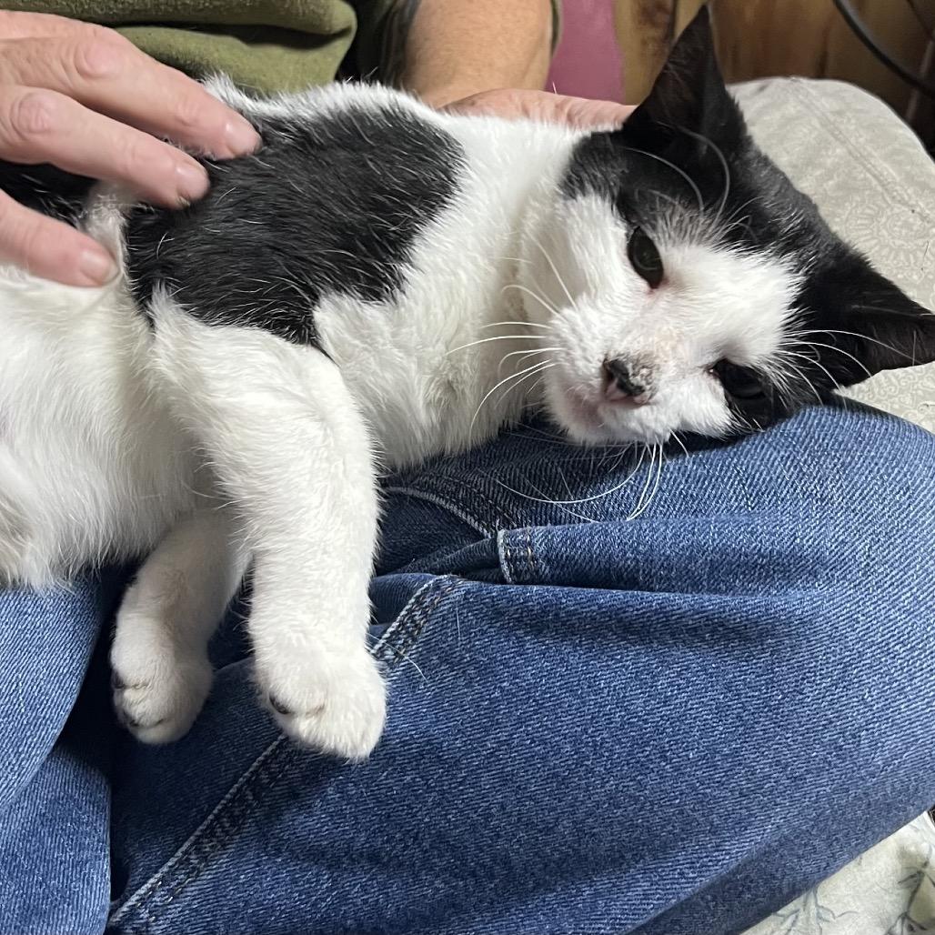 Enlarge Oreo, a Adoptable Domestic Short Hair in Ringtown, PA image 2/3