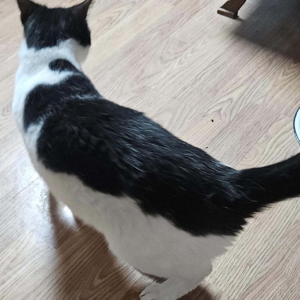 Enlarge Oreo, a Adoptable Domestic Short Hair in Ringtown, PA image 3/3