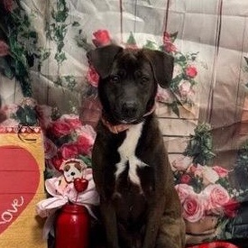 Enlarge Georgia, a ADOPTABLE mixed breed in Columbia, MD image 3/4