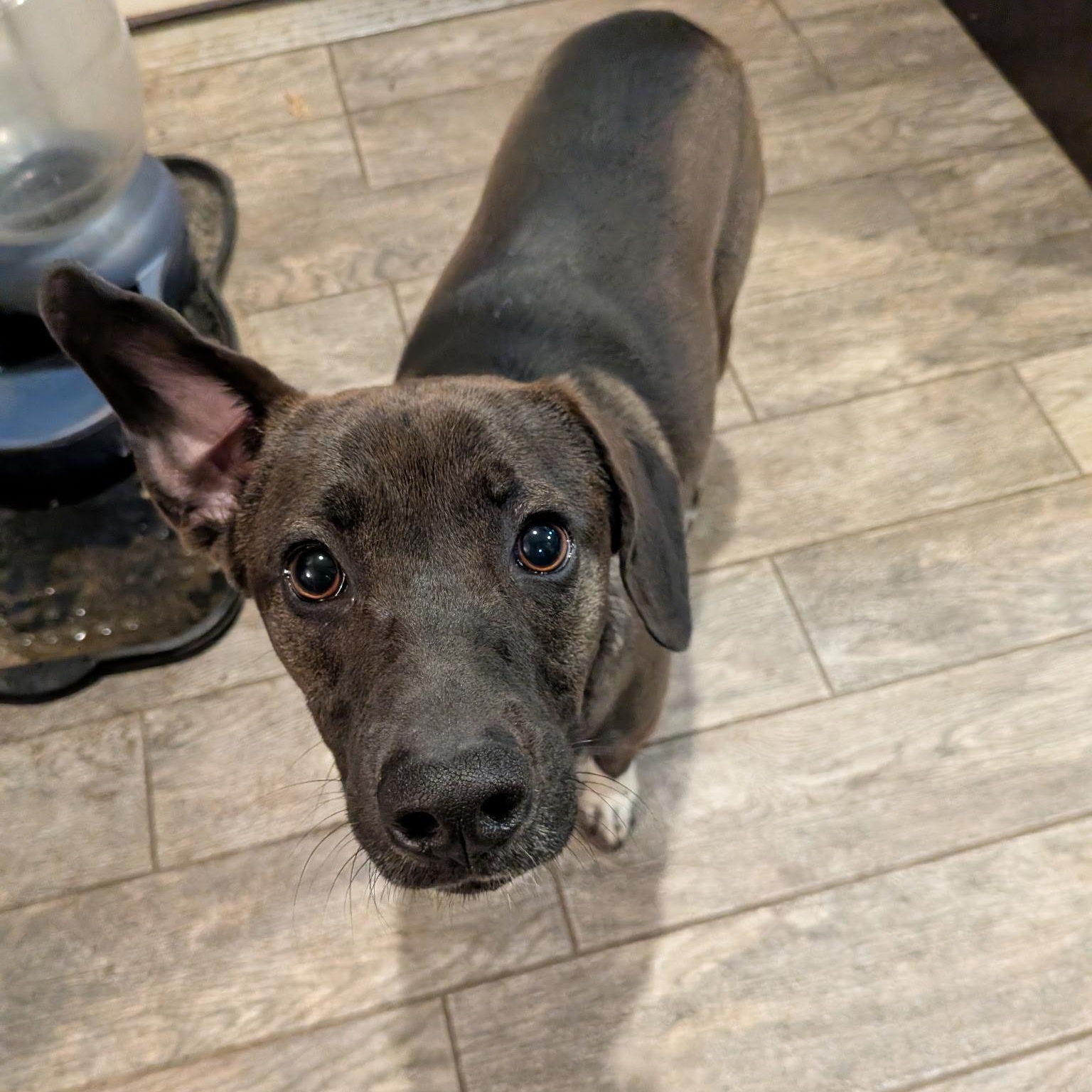 Enlarge Georgia, a ADOPTABLE mixed breed in Columbia, MD image 2/4