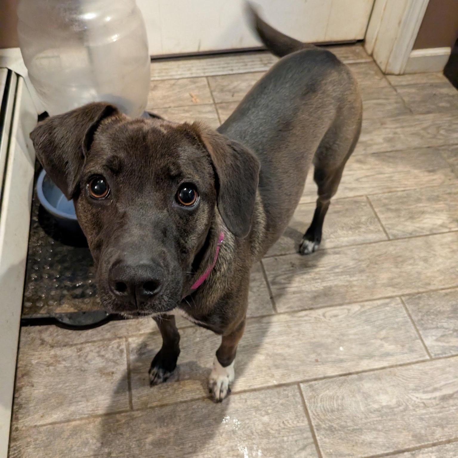 Enlarge Georgia, a ADOPTABLE mixed breed in Columbia, MD image 1/4