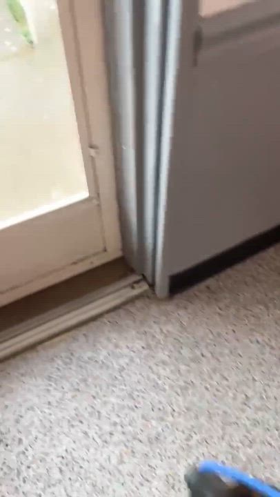 Enlarge Georgia, a ADOPTABLE mixed breed in Columbia, MD video 4/4