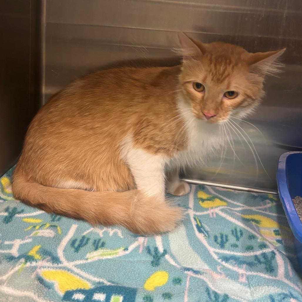 Eddie, a Adoptable Domestic Short Hair in Brookfield, MO image 1/2