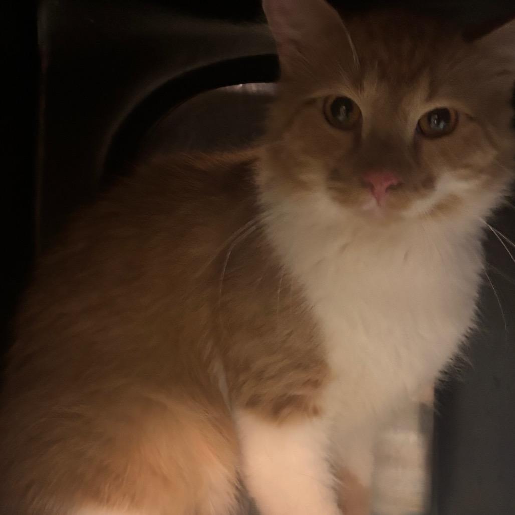 Eddie, a Adoptable Domestic Short Hair in Brookfield, MO image 2/2