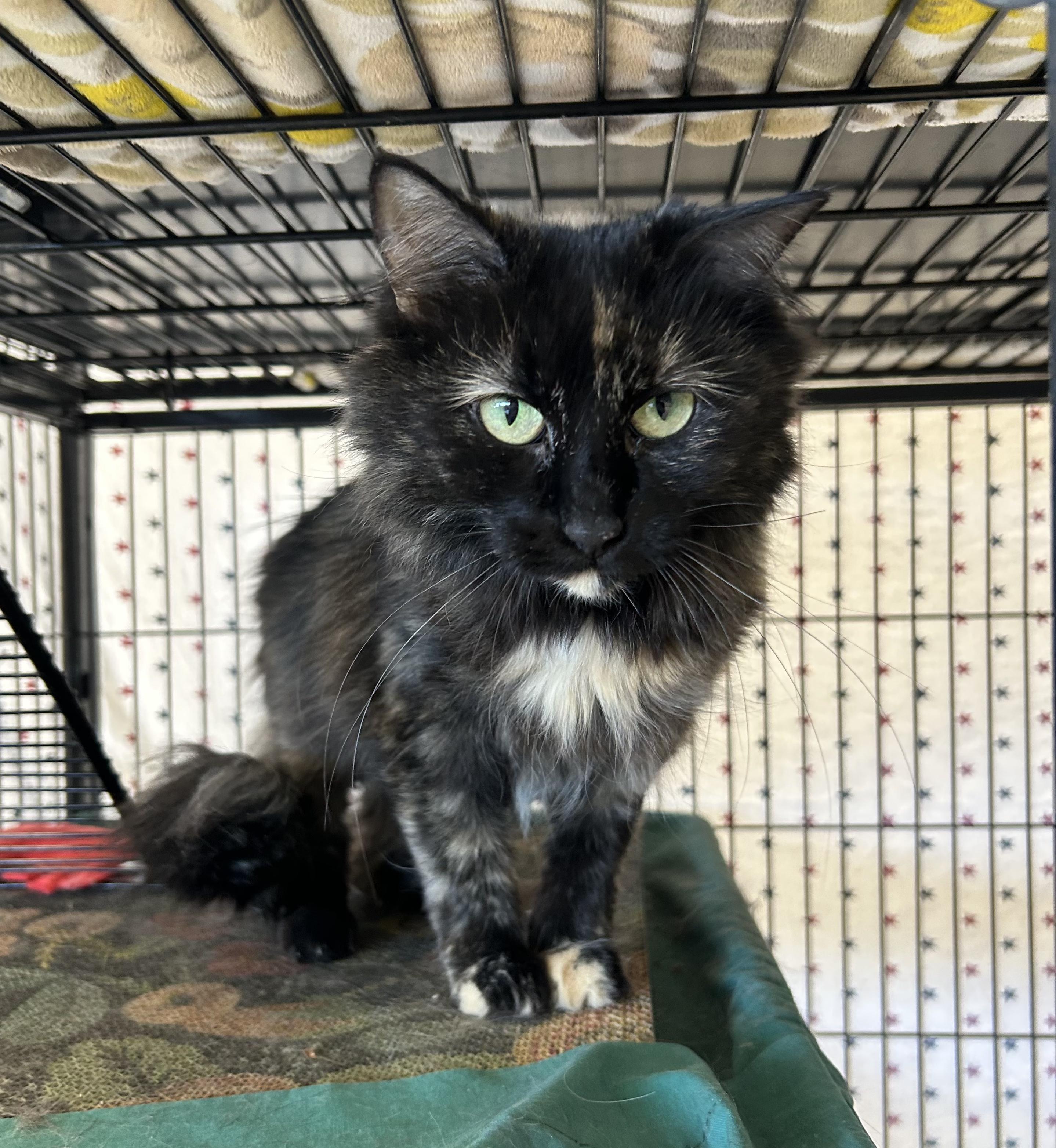 Enlarge Chrysanthemum, a ADOPTABLE Domestic Short Hair in St. Louis, MO image 3/3