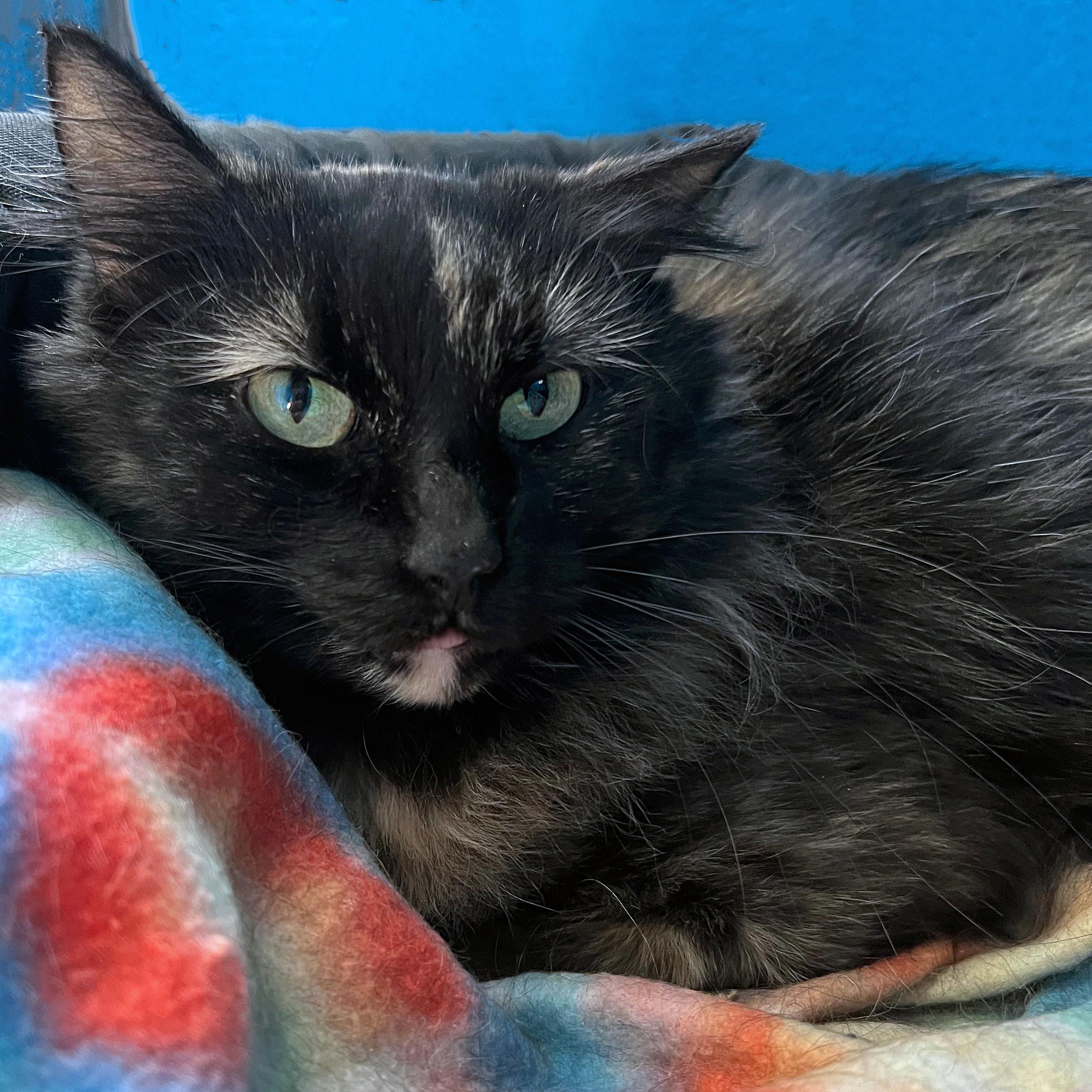 Chrysanthemum, ADOPTABLE, Adult Female Domestic Short Hair.