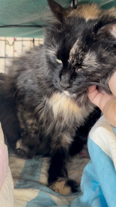 Enlarge Chrysanthemum, a ADOPTABLE Domestic Short Hair in St. Louis, MO video 2/3