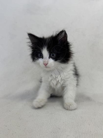 Enlarge Kai, a ADOPTABLE Domestic Long Hair in Buffalo, MN image 1/1