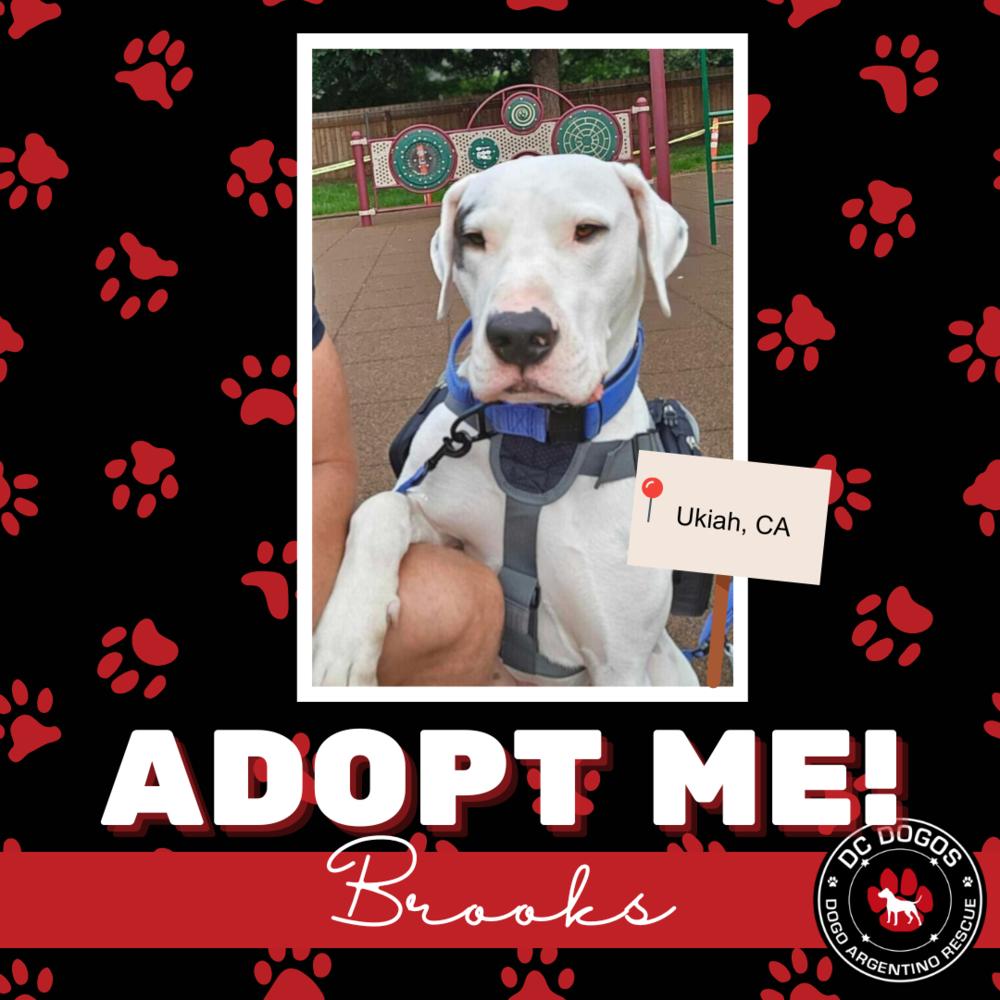 Brooks, ADOPTABLE, Adult Male Dogo Argentino.