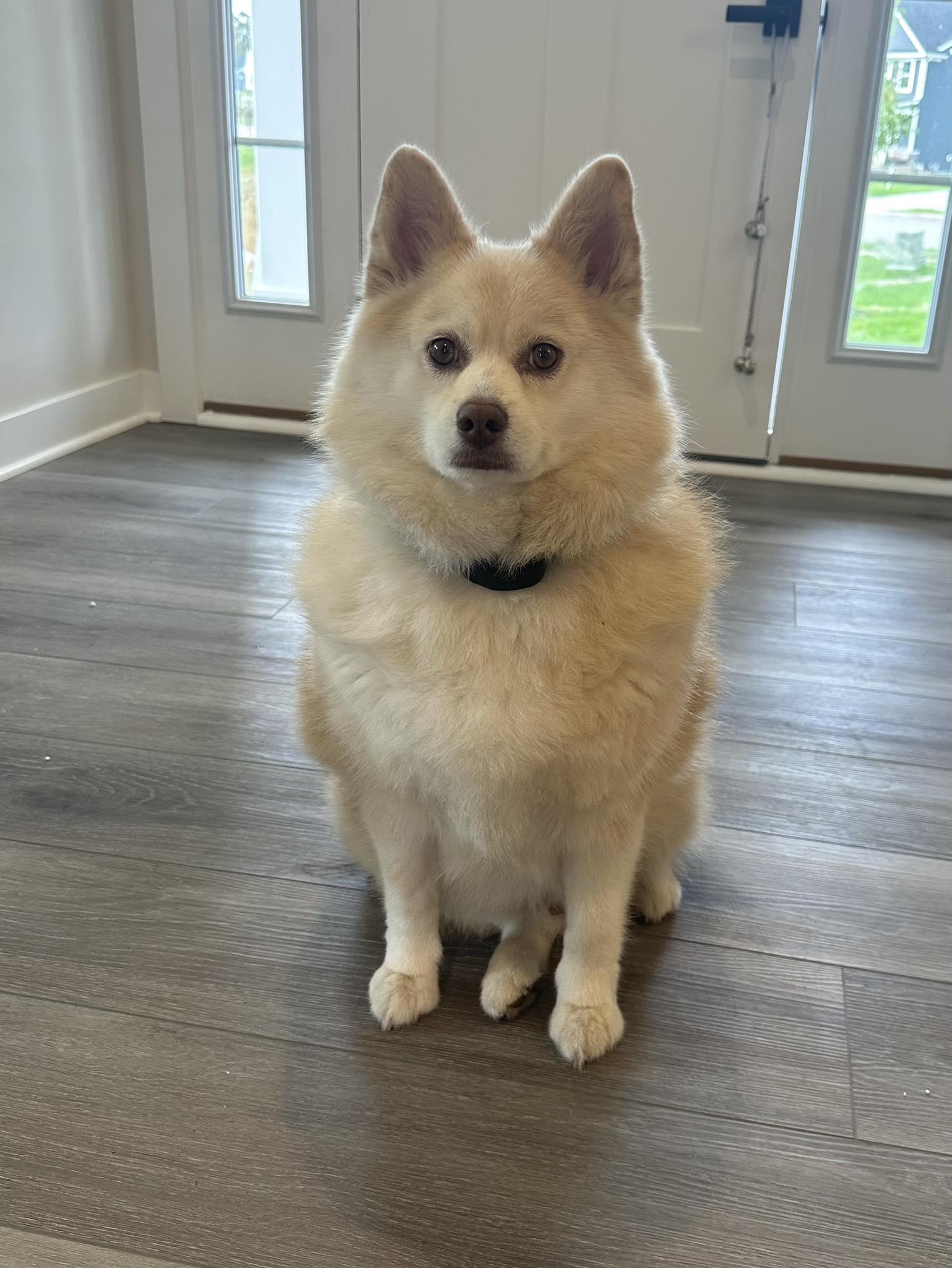 Buddy, Adoptable, Adult Male Siberian Husky & Pomeranian.