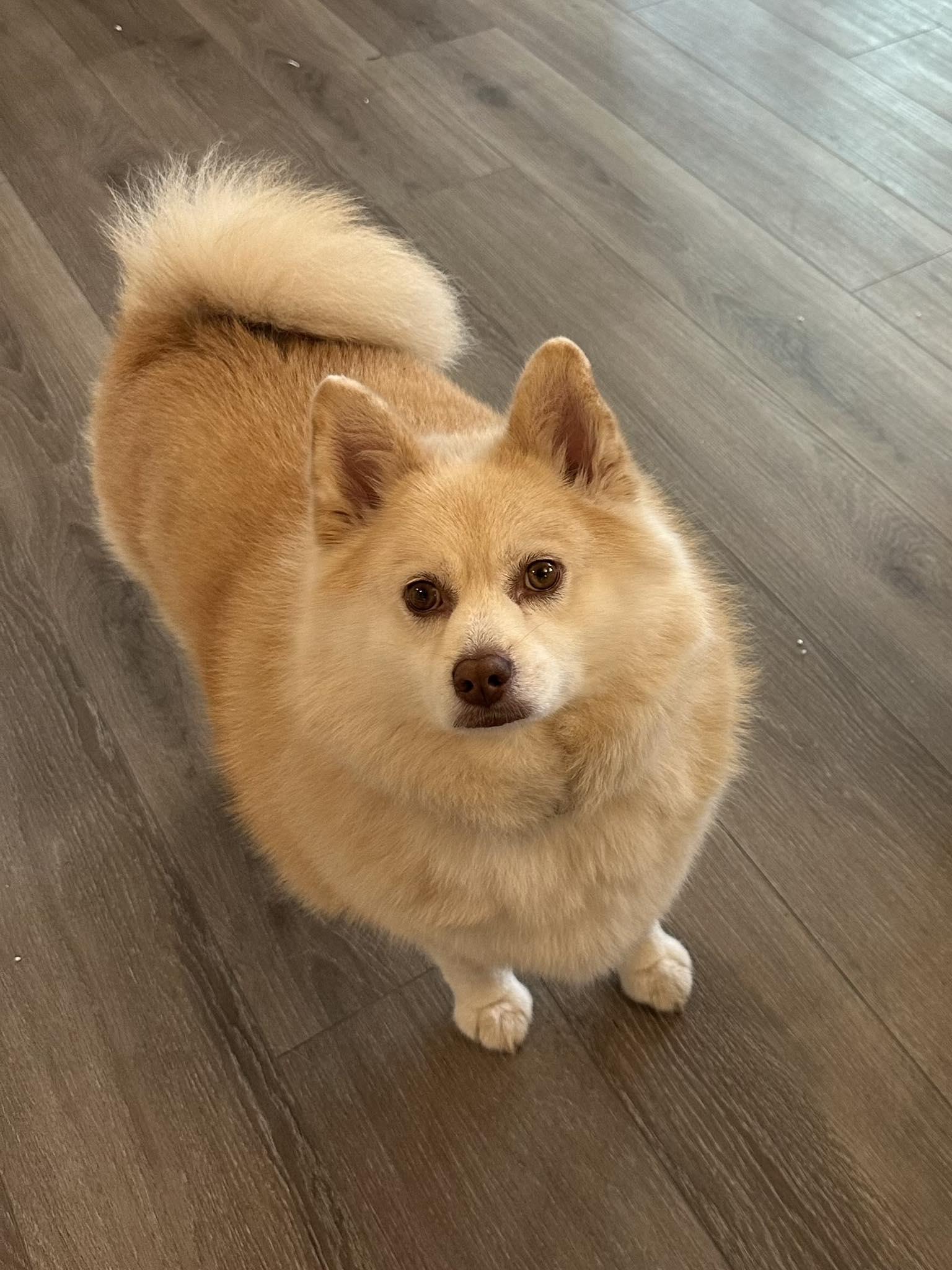 Enlarge Buddy, a Adoptable mixed breed in Akron, OH image 2/2