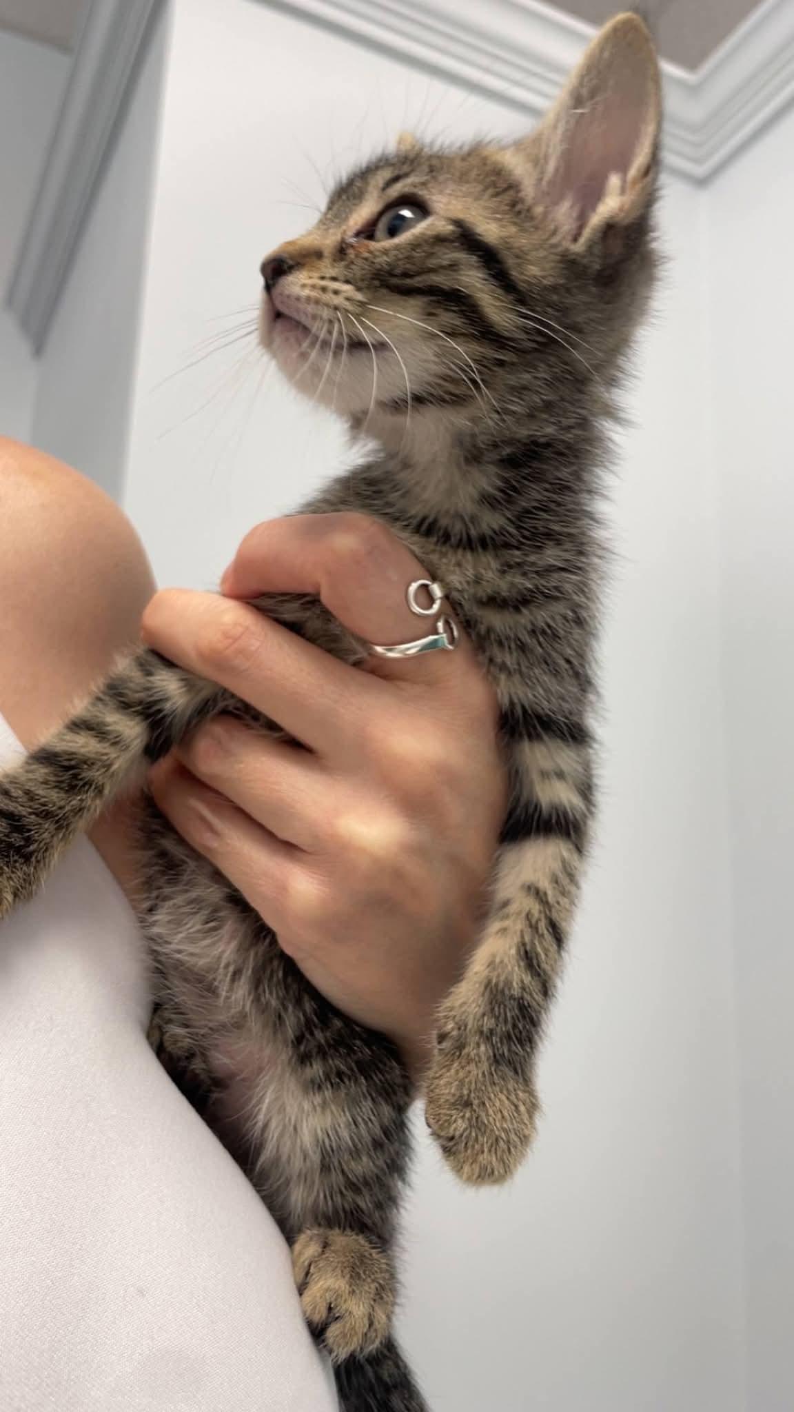 Enlarge Ollie, a Adoptable Domestic Short Hair in Buford, GA image 5/5
