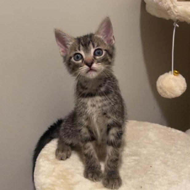 Ollie, Adoptable, Kitten Male Domestic Short Hair.