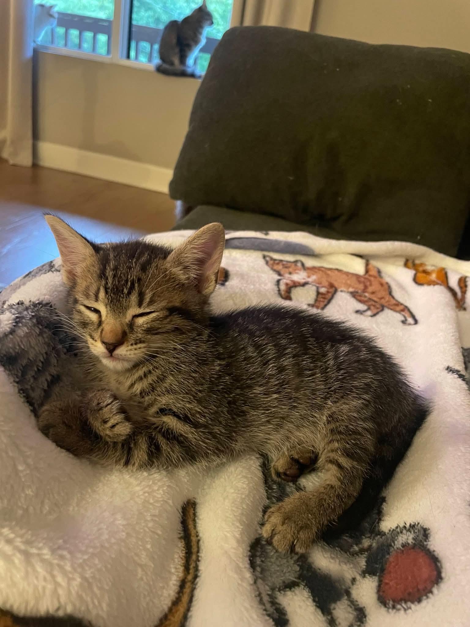 Enlarge Ollie, a Adoptable Domestic Short Hair in Buford, GA image 3/5