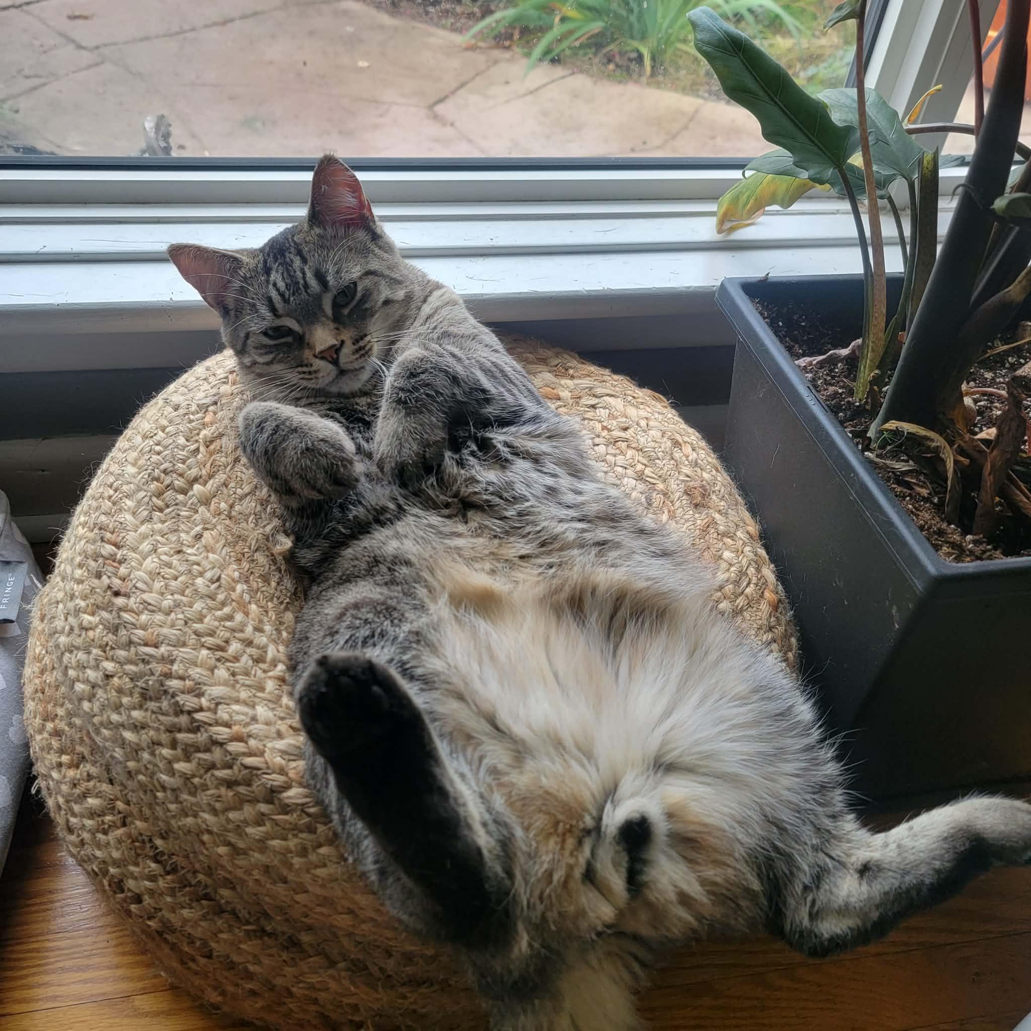 Enlarge Mr. Nolan (bonded w/ Juno), a ADOPTABLE Domestic Short Hair in Hamilton, ON image 1/6