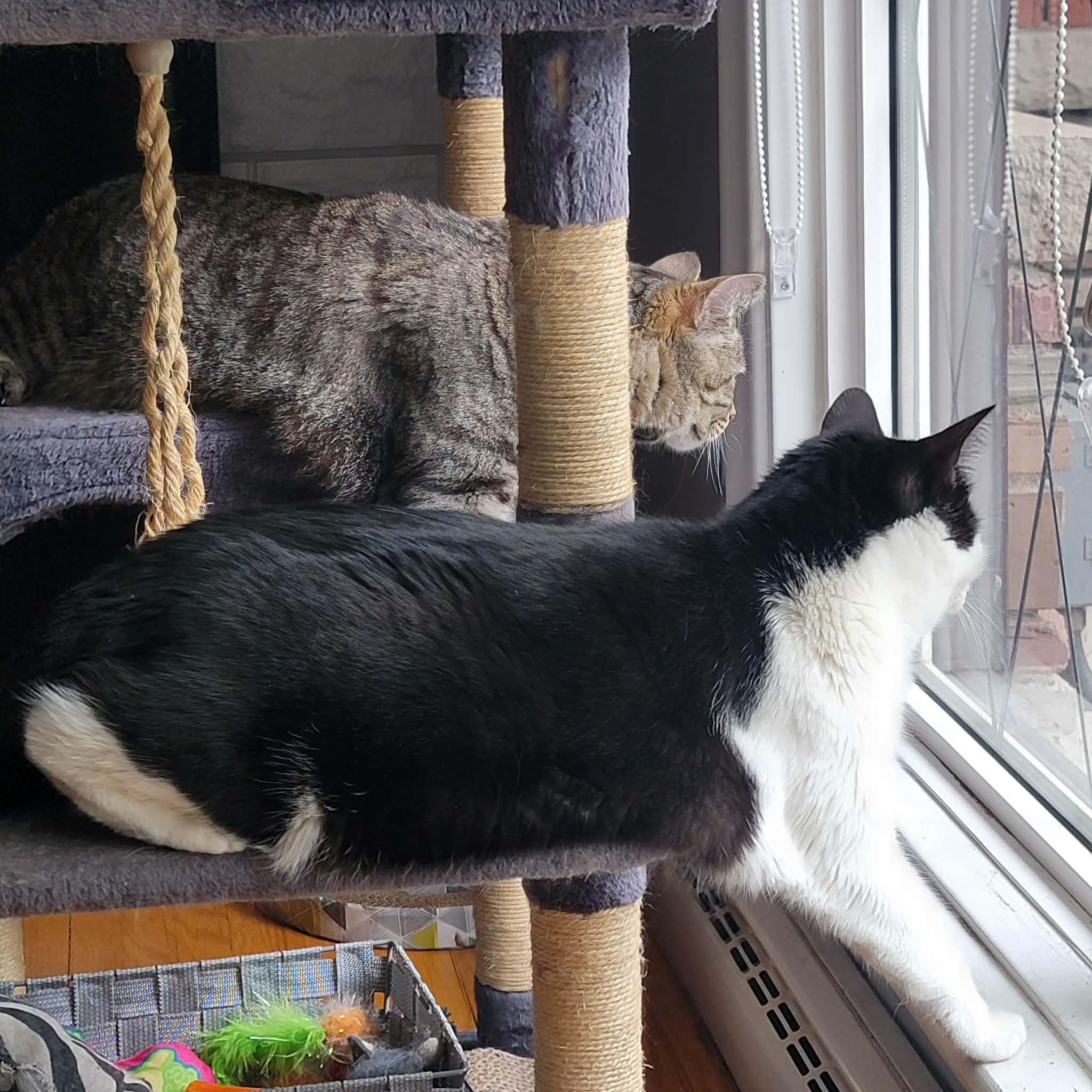 Enlarge Mr. Nolan (bonded w/ Juno), a ADOPTABLE Domestic Short Hair in Hamilton, ON image 5/6