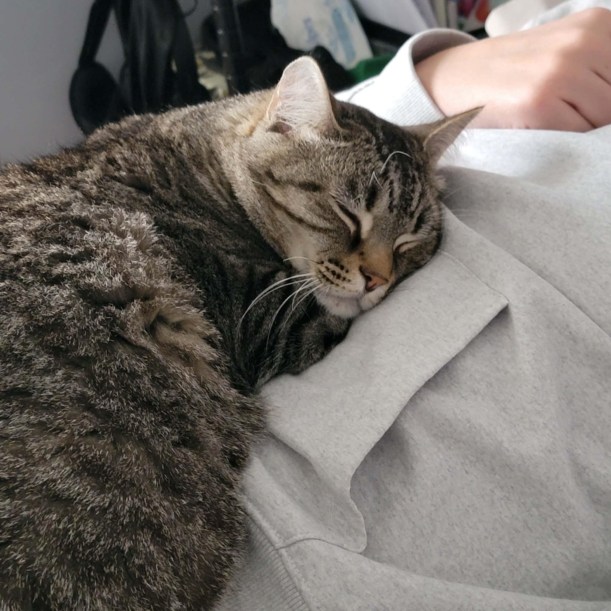 Enlarge Mr. Nolan (bonded w/ Juno), a ADOPTABLE Domestic Short Hair in Hamilton, ON image 2/6