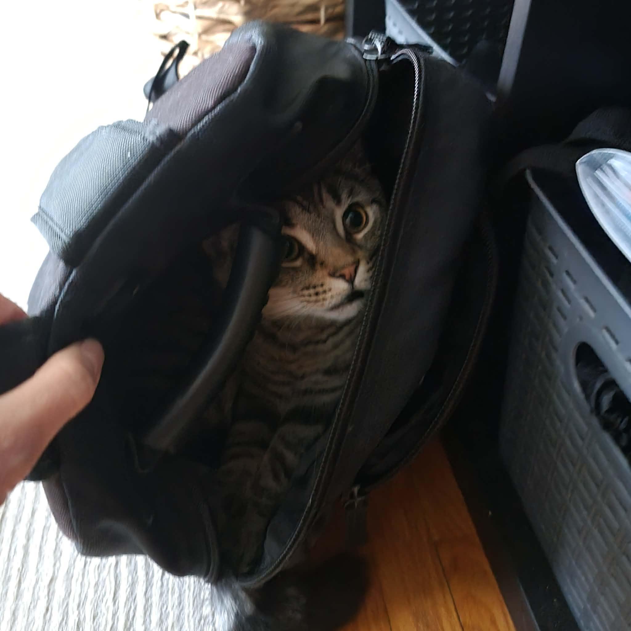 Enlarge Mr. Nolan (bonded w/ Juno), a ADOPTABLE Domestic Short Hair in Hamilton, ON image 4/6