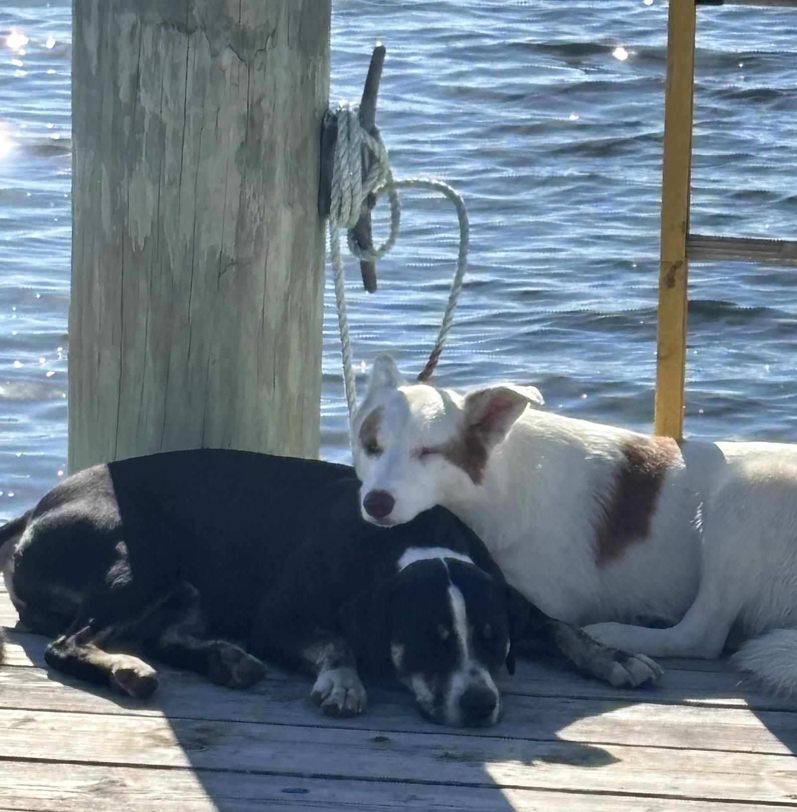 Enlarge Moses, a Adopted mixed breed in Blackwood, NJ image 1/3