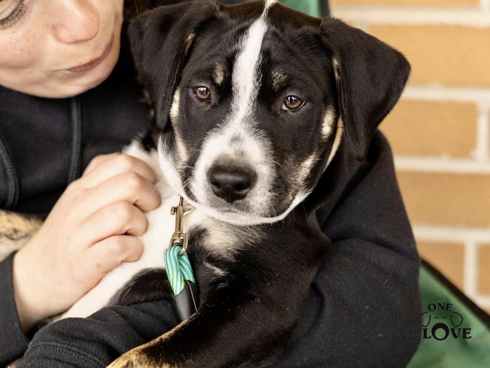 Enlarge Moses, a Adopted mixed breed in Blackwood, NJ image 3/3