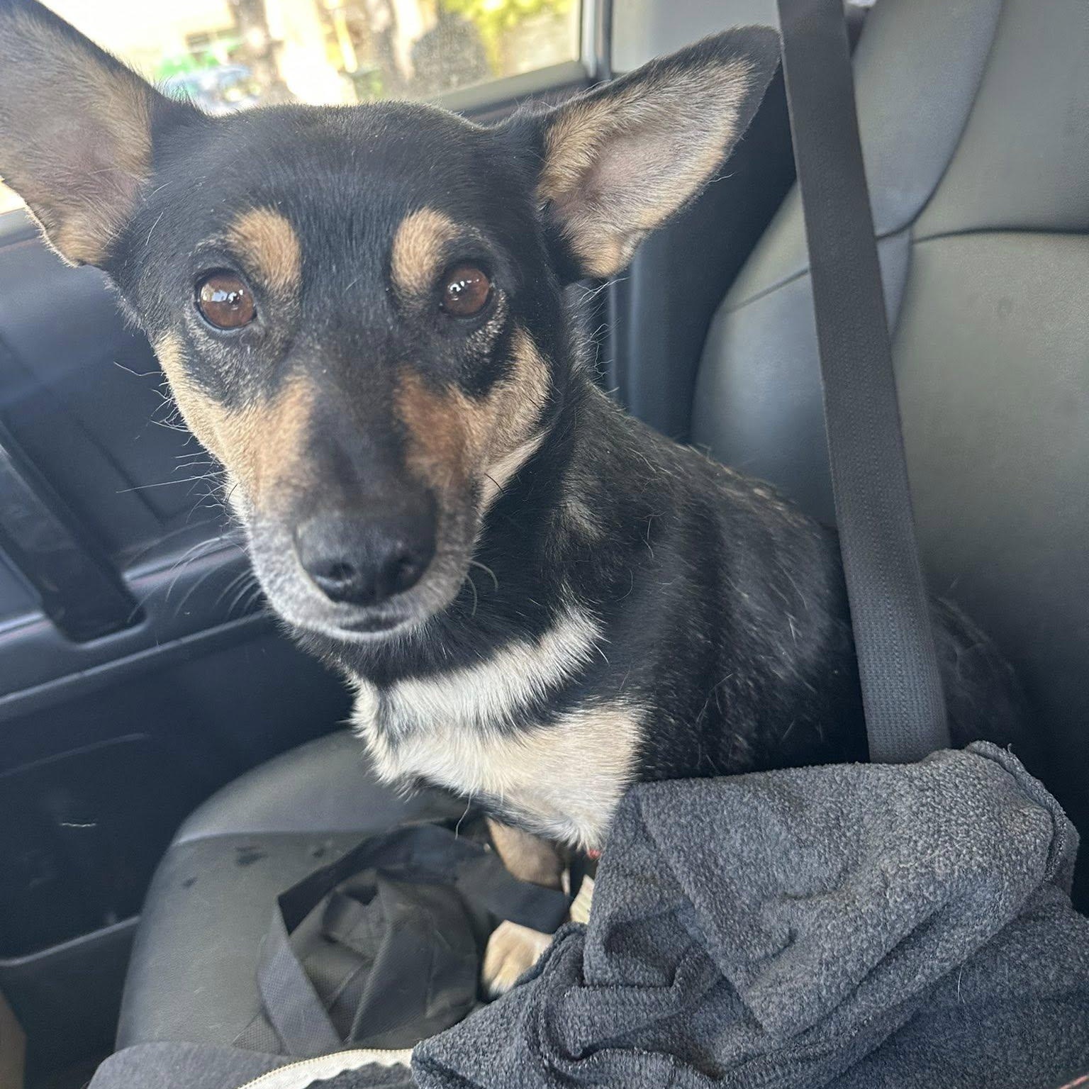 Lexi, an adoptable mixed breed in Agua Dulce, CA image 1/6